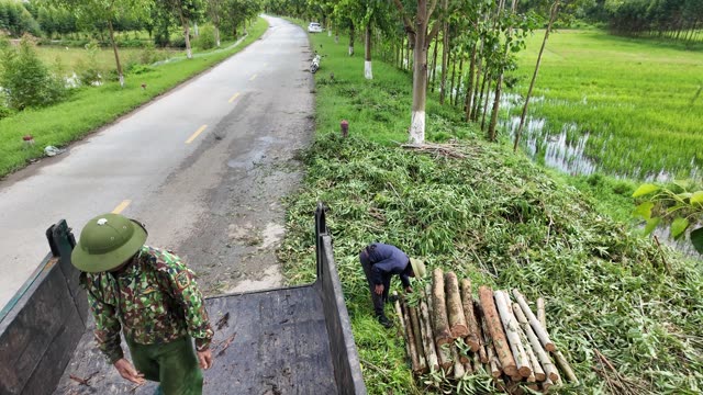 Loading Eucalyptus Logs By Roadside