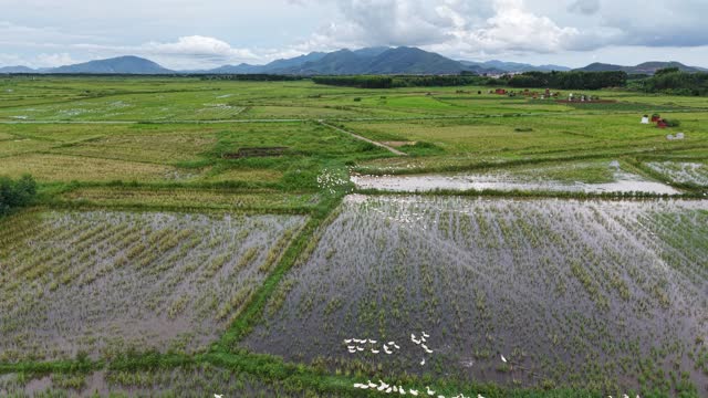 Rice Valley Below Mountains