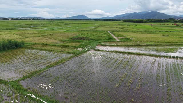 Vast Paddy Fields Panorama