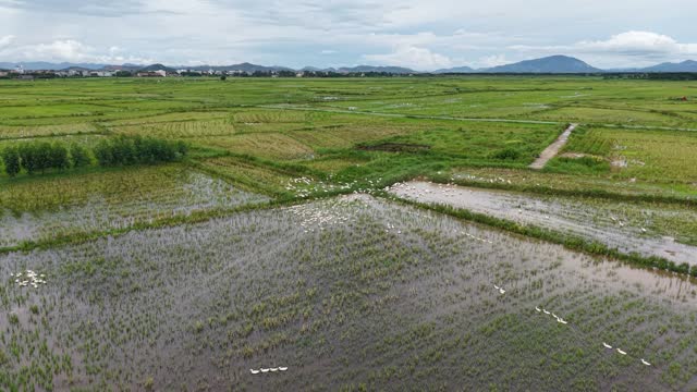 Countryside Rice Field Vista