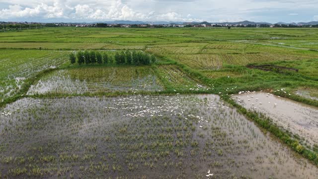 Duck Flock In Wet Fields