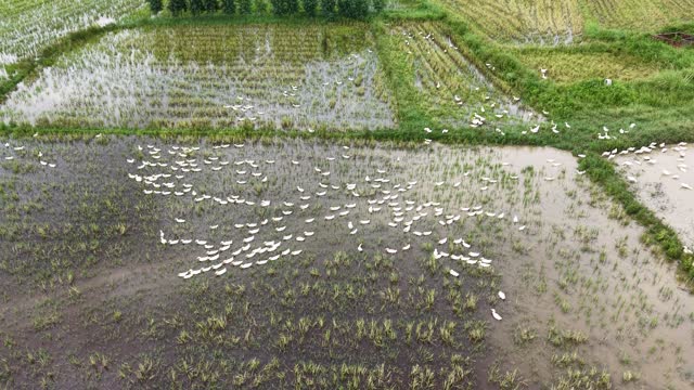 Large Duck Flock In Mud