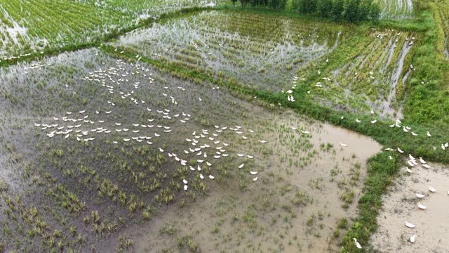 Ducks Spread Across Paddy