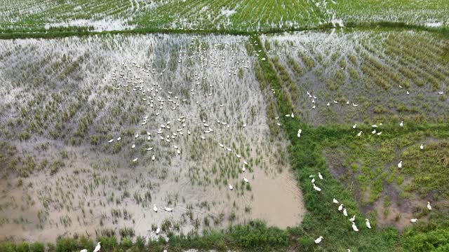 Ducks Feeding On Farmland