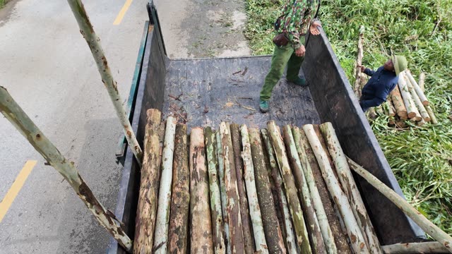 Loading Timber Beside Village Road