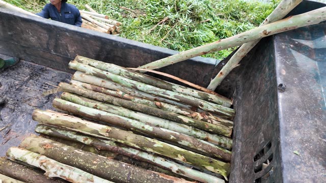 Cut Poles Piled In Truck