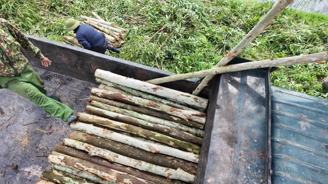 Workers Loading Poles Near Brush