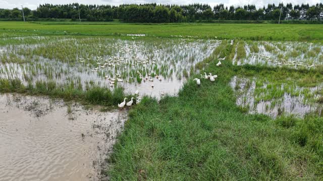 Ducks In Flooded Rice Paddy