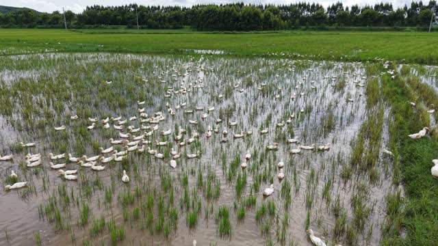 White Ducks Grazing Wet Paddy