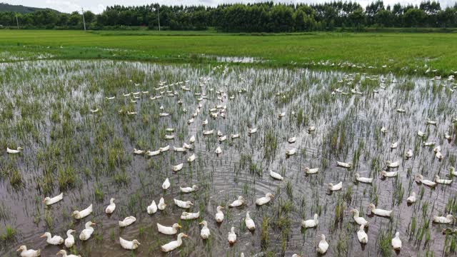 Duck Flock Over Paddy Water