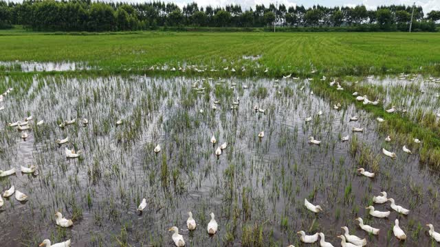 Ducks Foraging Green Paddy Field