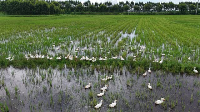 Flock Of Ducks In Paddy