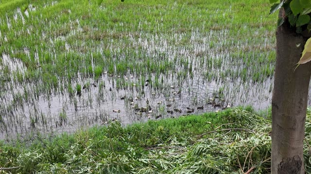 Ducks On Flooded Rice Field
