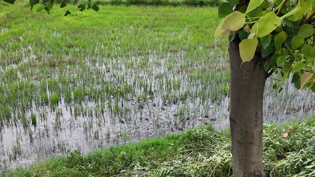 Flooded Paddy And Young Tree
