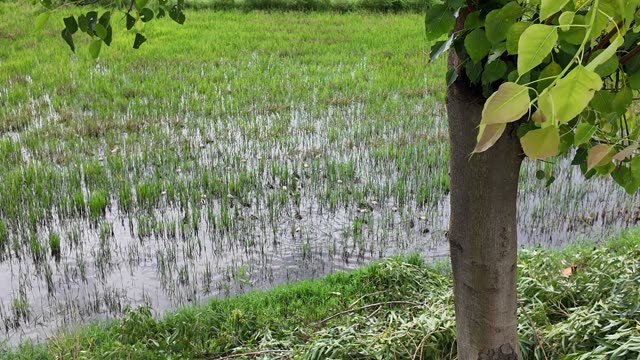 Green Rice Field Behind Tree