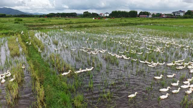Village Paddy Duck Herd