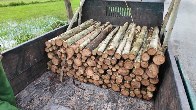 Stacked Cut Logs In Truck