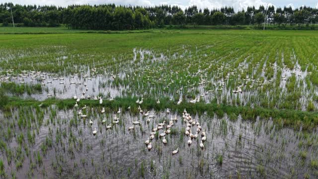Ducks Across Wet Rice Field