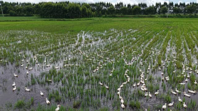 Duck Trails In Paddy Water
