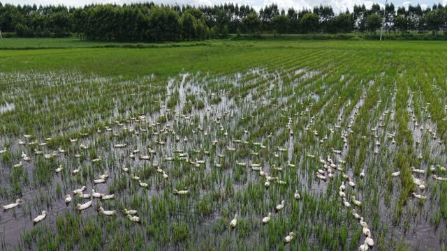 Poultry Herd On Rice Paddy