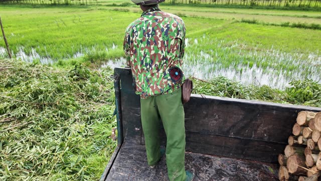 Farmer Overlooking Green Rice Fields
