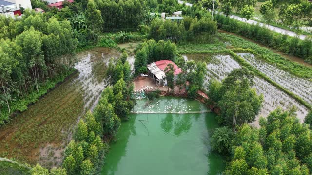 Duck Farm Pond And Homestead