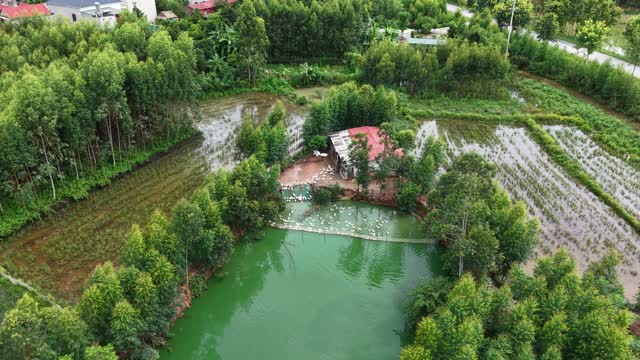 Ducks Swimming Farm Pond