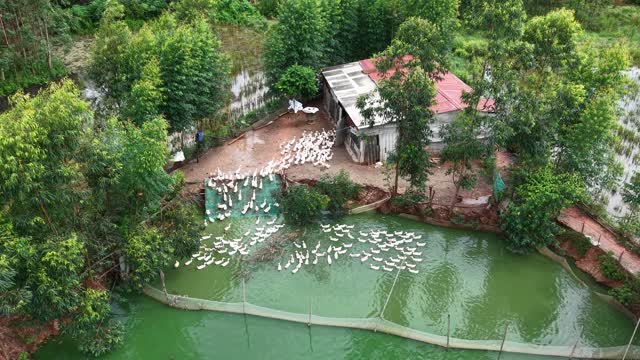 Ducks Gathering At Farm Pond