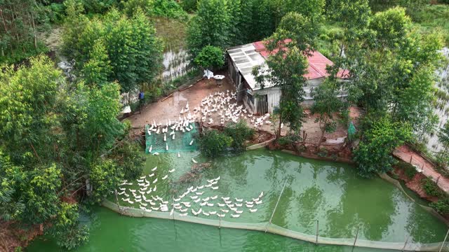 Farmer Herding Ducks To Pond