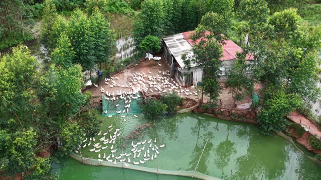 Duck Farm Green Pond