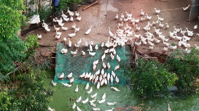 Overhead Ducks On Farmyard