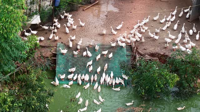 Ducks Crossing Pond Net