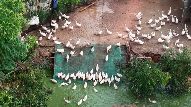 Dense Duck Flock Top Down