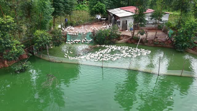 Ducks Entering Green Pond
