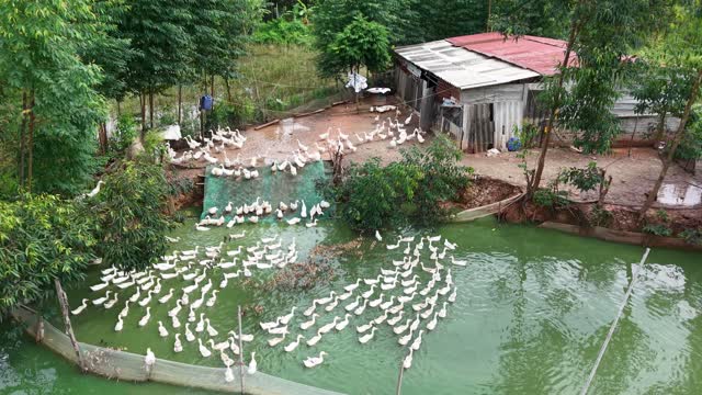 Duck Farm Beside Wooded Pond