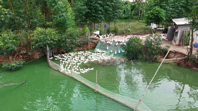 Ducks Swimming In Farm Pond