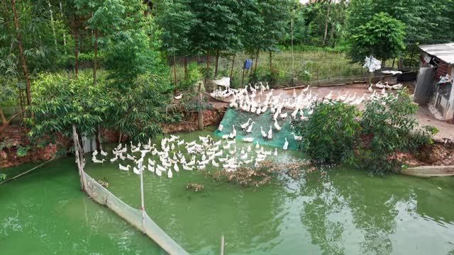 Duck Flock On Pond Aerial