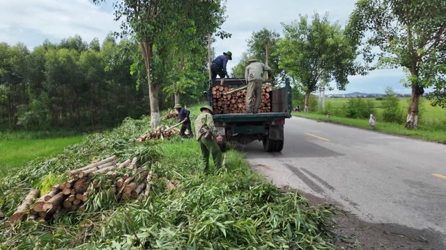 Roadside Timber Loading Operation