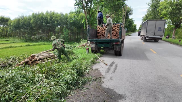 Villagers Gathering Cut Branches