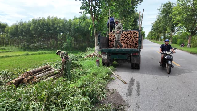 Farmer Bundling Logs By Field