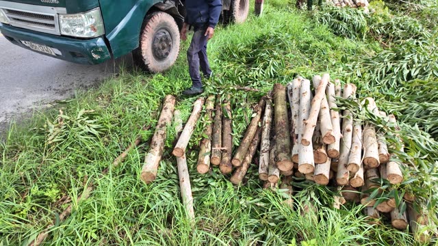 Cut Logs On Grass Detail