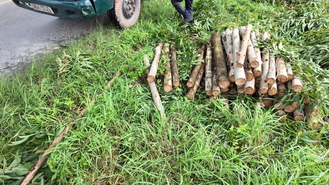 Fresh Timber Piled In Grass