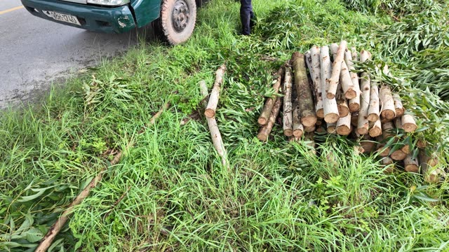 Stacked Wooden Logs Close View
