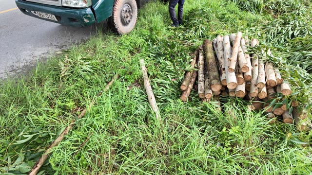 Timber Bundle On Grassy Verge