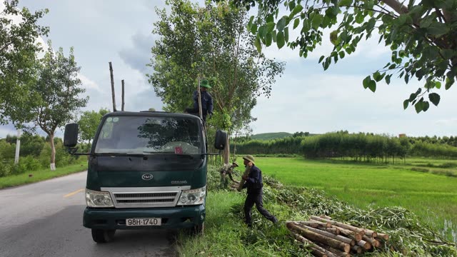 Farmer Dragging Branches Roadside