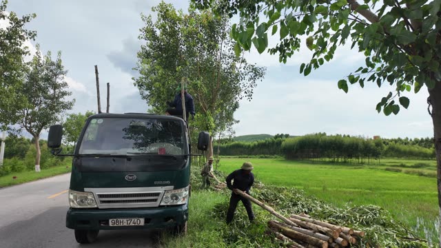 Clearing Brush Near Rice Field