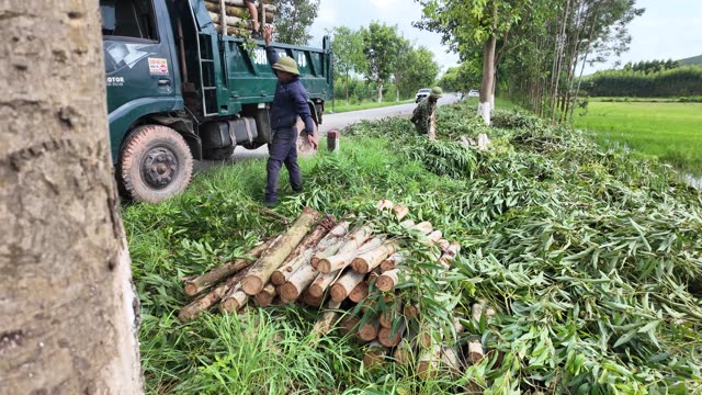 Farmer By Roadside Log Pile