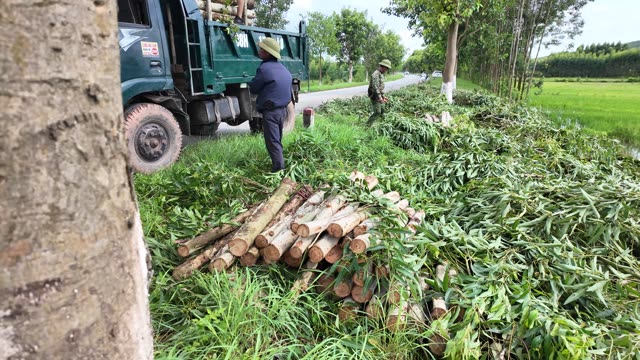 Loading Logs In The Countryside