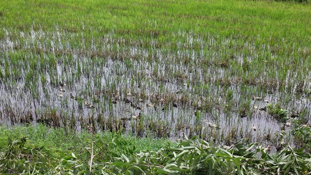Flooded Rice Paddy After Harvest