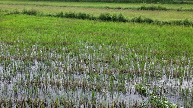 Wet Rice Field Landscape